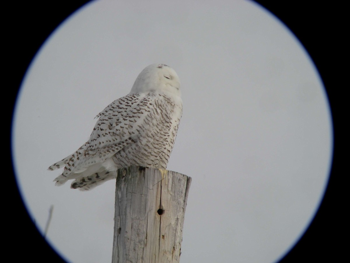 Snowy Owl - ML629751226