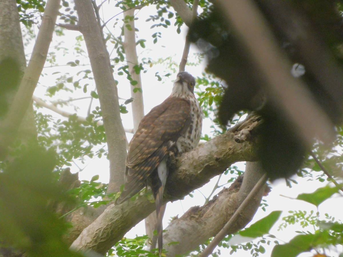 Large Hawk-Cuckoo - ML629751259