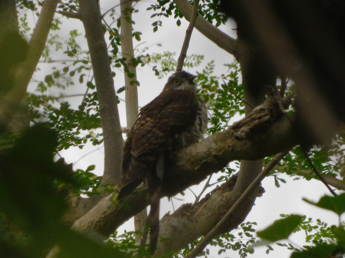 Large Hawk-Cuckoo - ML629751260