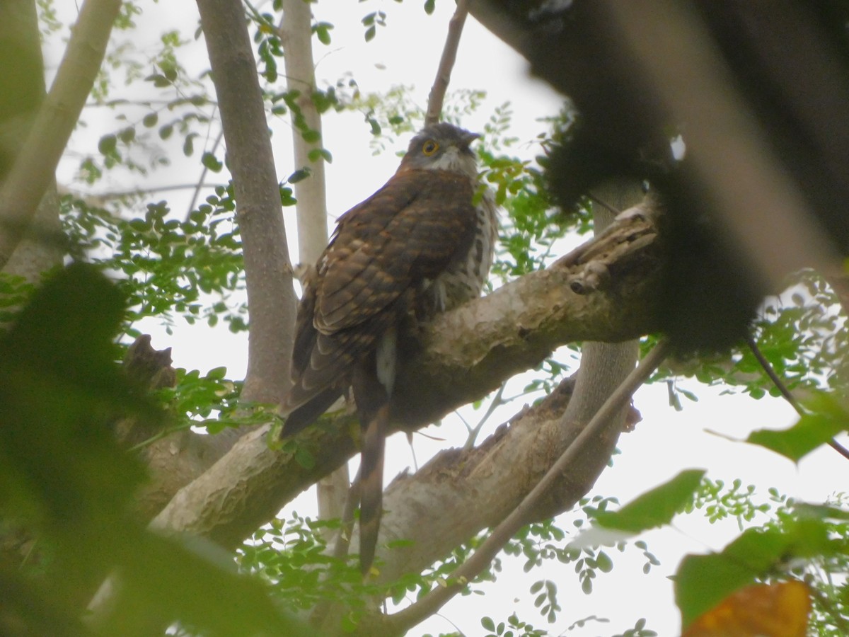 Large Hawk-Cuckoo - ML629751261