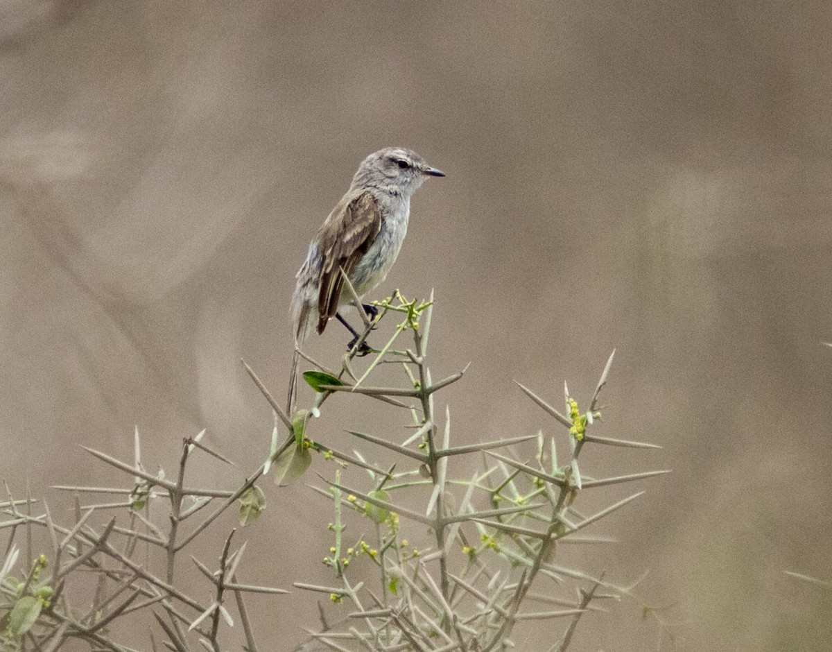 Tumbesian Tyrannulet - ML629751381
