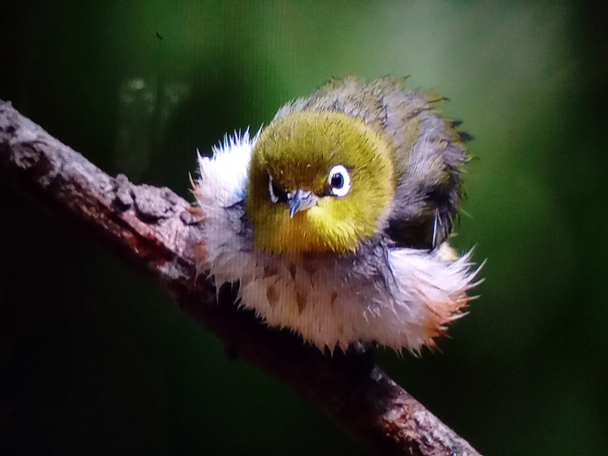 Chestnut-flanked White-eye - ML629751403