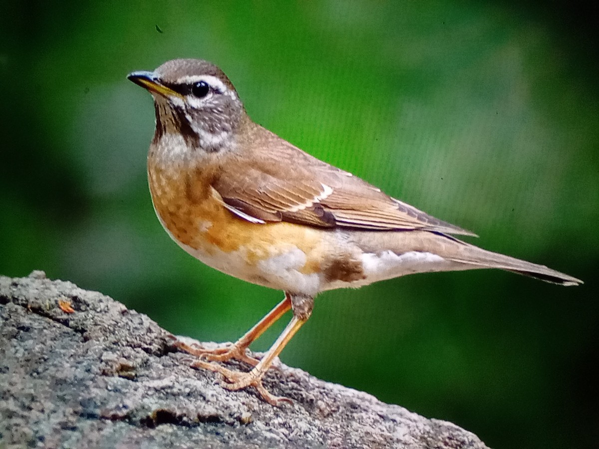 Eyebrowed Thrush - ML629751412