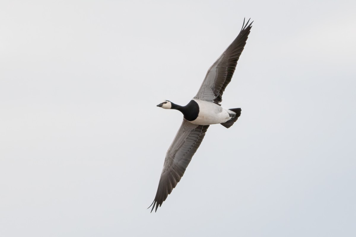 Barnacle Goose - ML629752065