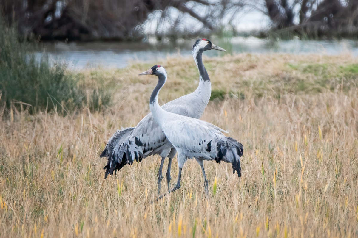 Common Crane - ML629752068