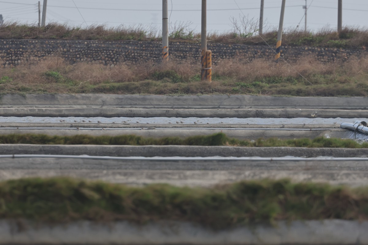 Kentish Plover (Kentish) - ML629752288