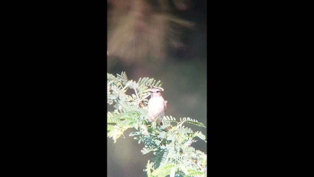 Amur Stonechat - ML629752610