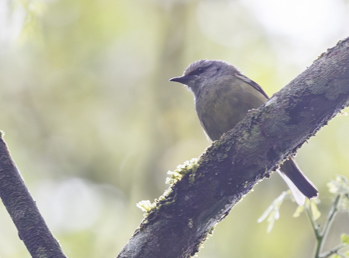 Javabrillenvogel - ML629752684