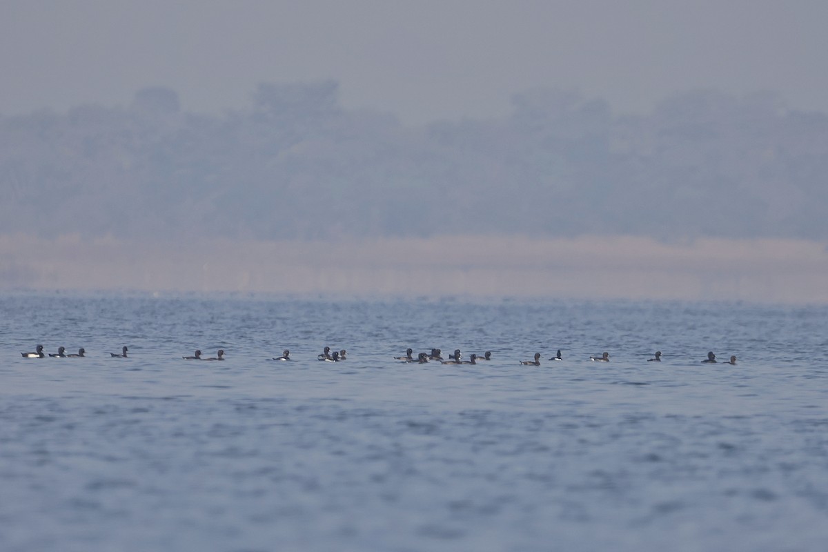 Ferruginous Duck - ML629752720