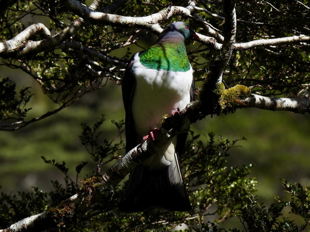 New Zealand Pigeon - ML629752722