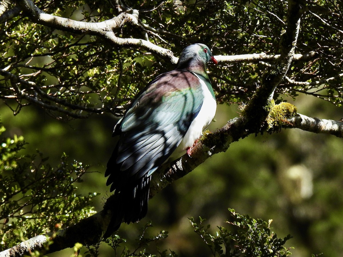 New Zealand Pigeon - ML629752723