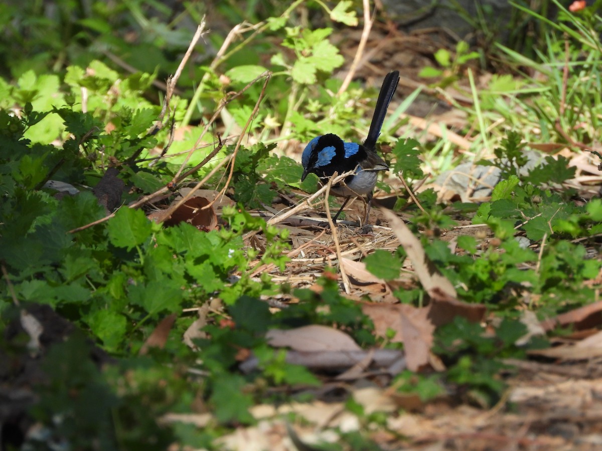 Superb Fairywren - ML629752877