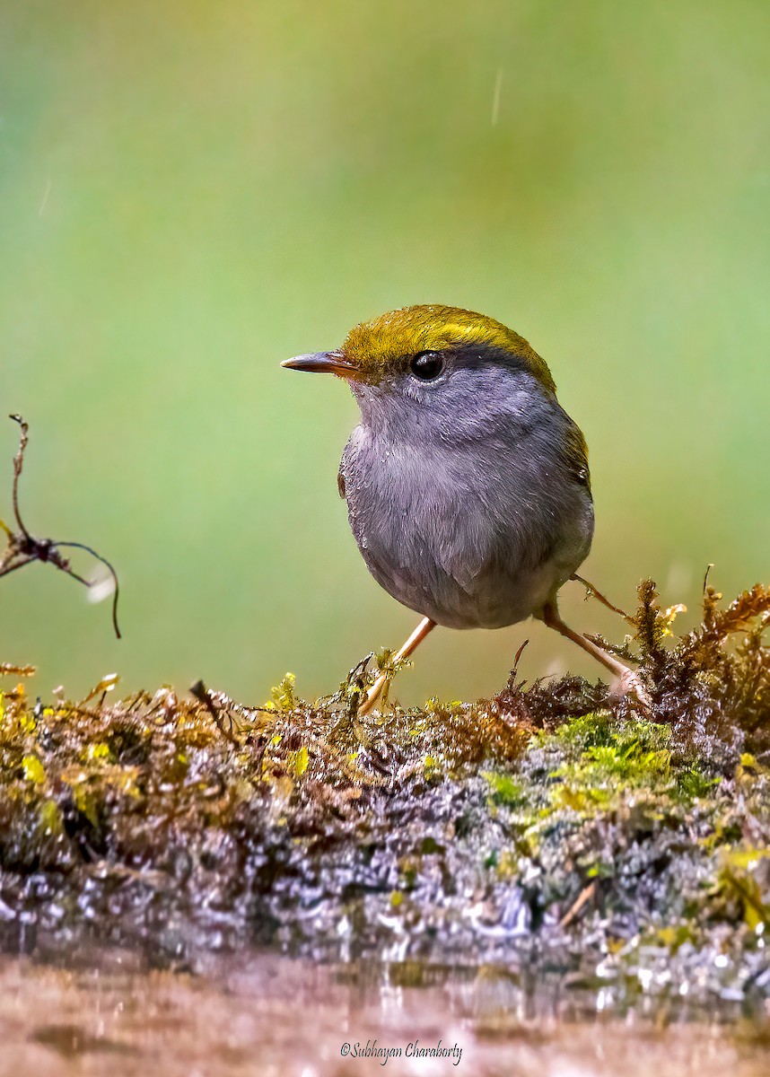 Gray-bellied Tesia - ML629752879