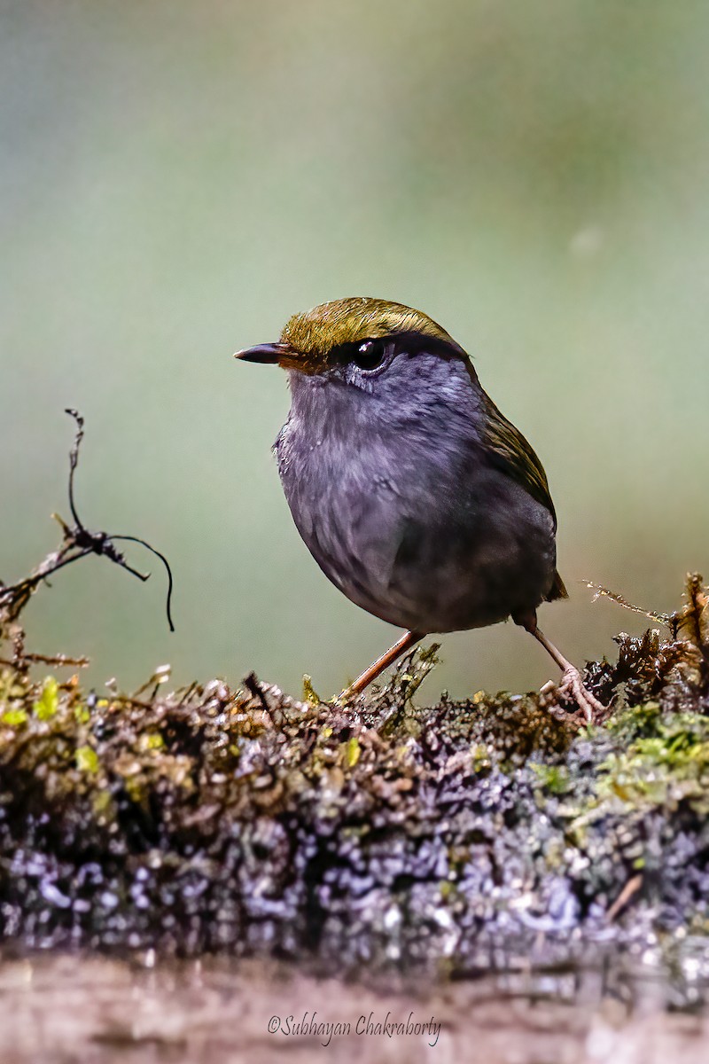 Gray-bellied Tesia - ML629752880