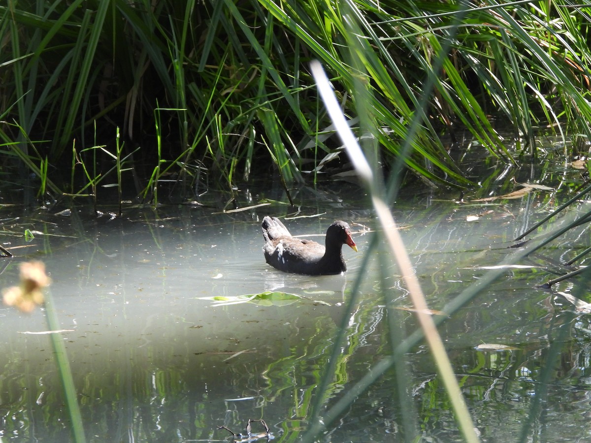 Dusky Moorhen - ML629752881