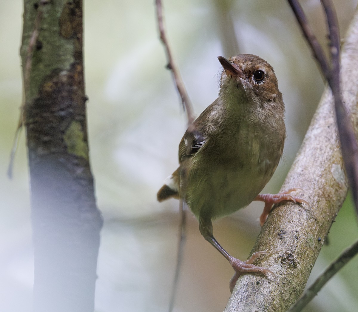 Tropical Scrubwren - ML629752922