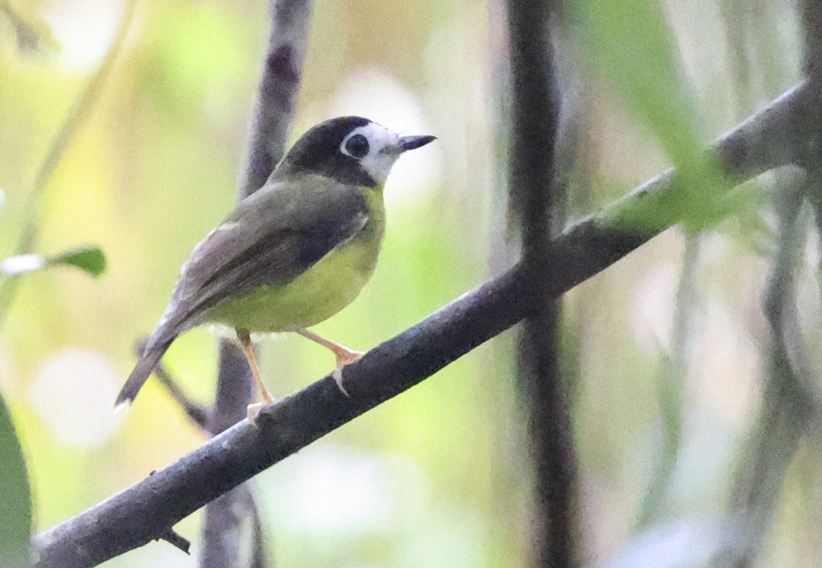 White-faced Robin - ML629752926