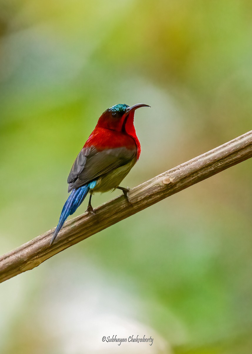 Crimson Sunbird - ML629752928