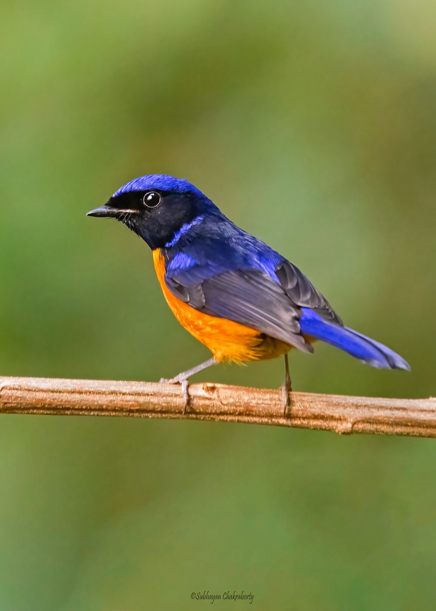 Rufous-bellied Niltava - ML629752942