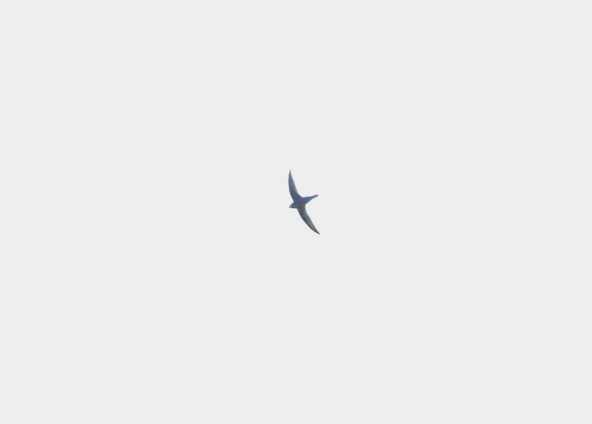 Silver-backed Needletail - ML629753080