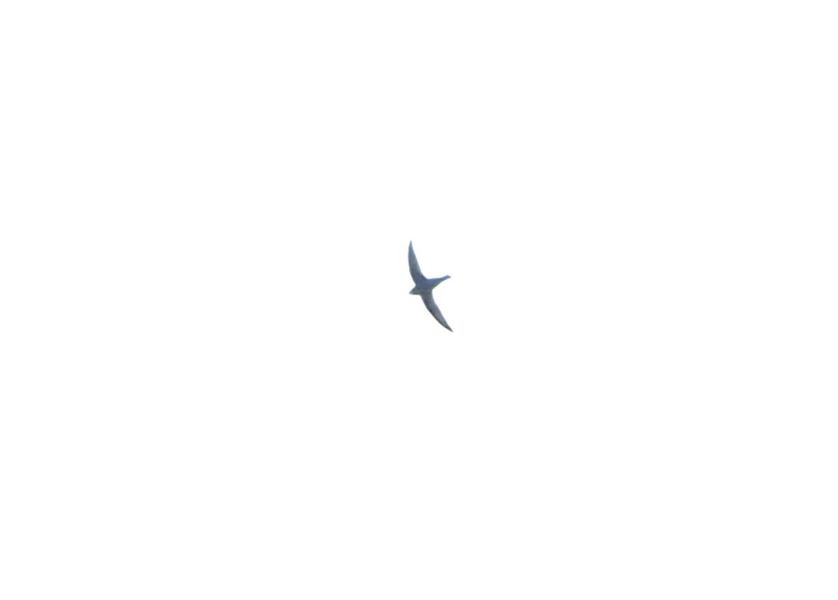 Silver-backed Needletail - ML629753081