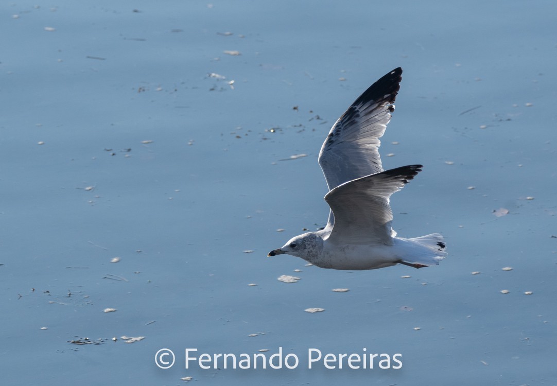 Ring-billed Gull - ML629753083