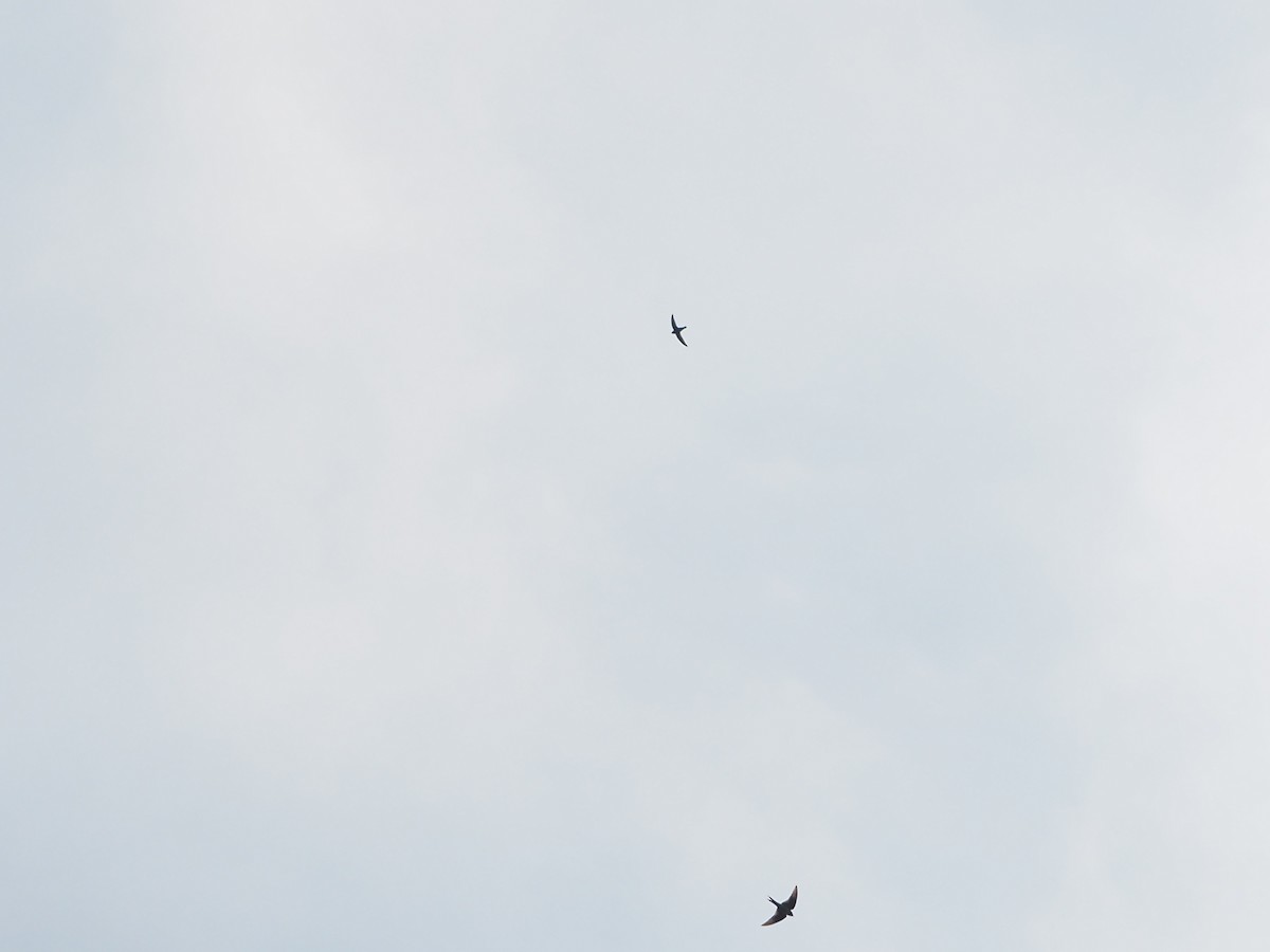 Silver-backed Needletail - ML629753086