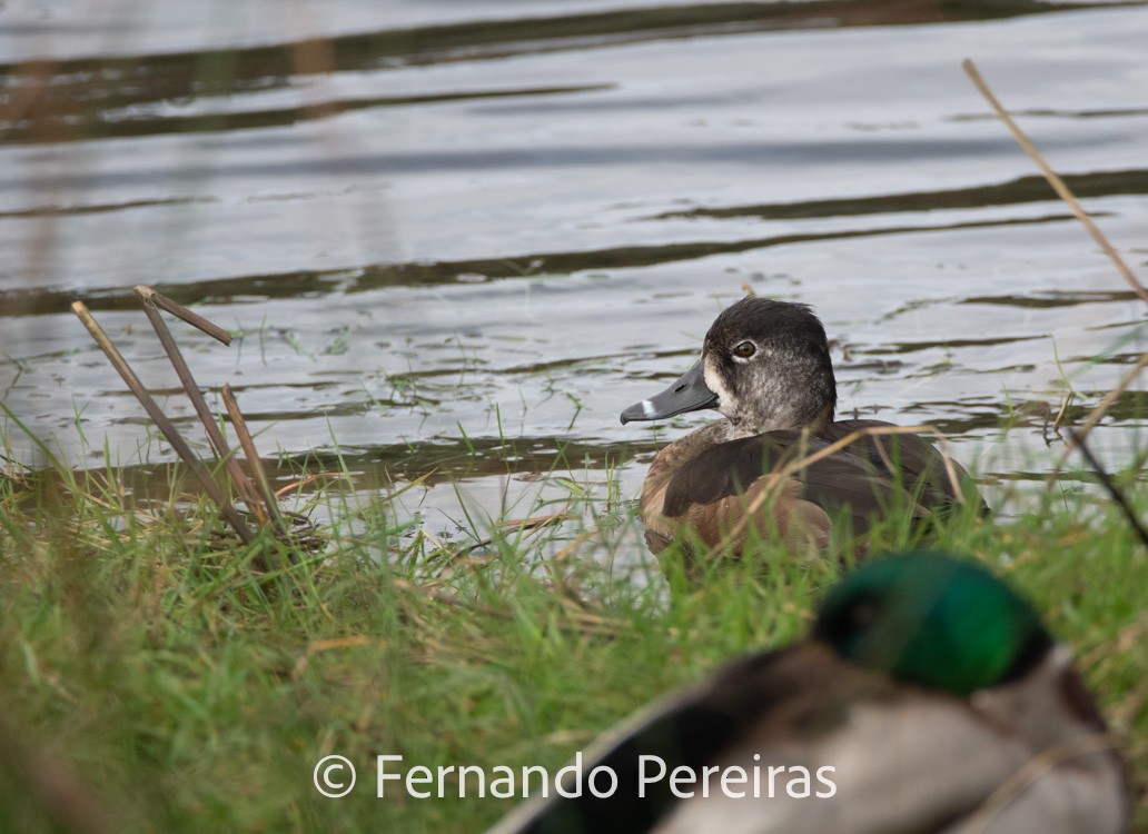 Ring-necked Duck - ML629753135