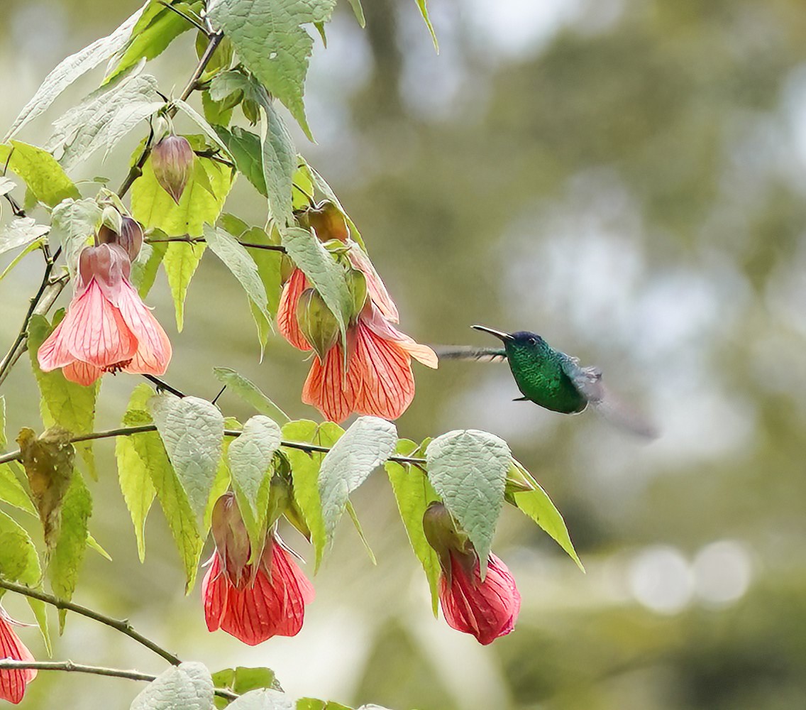 Indigo-capped Hummingbird - ML629753146