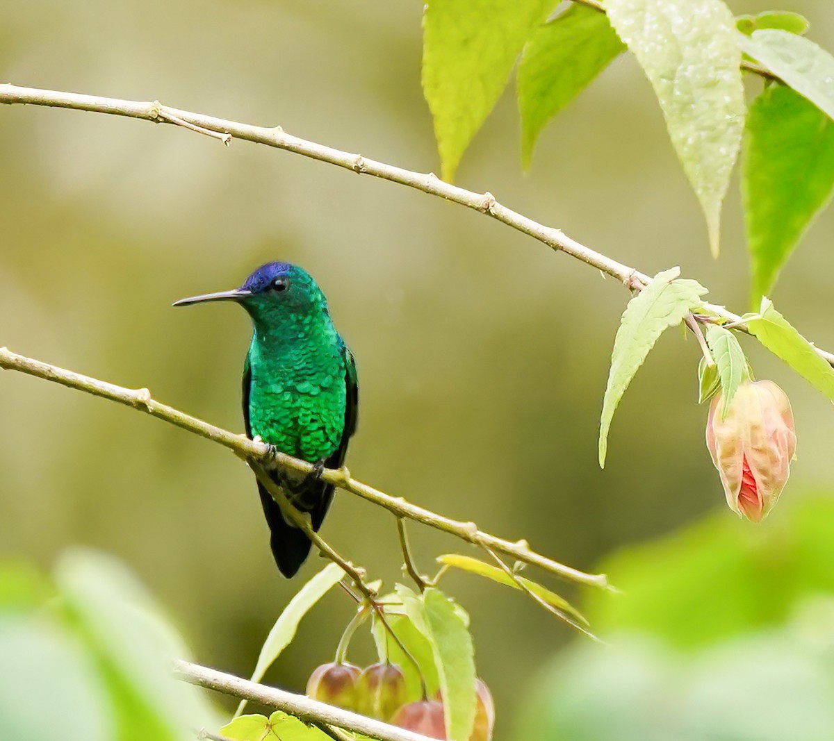 Indigo-capped Hummingbird - ML629753147