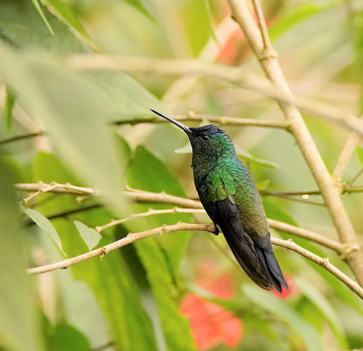 Indigo-capped Hummingbird - ML629753148