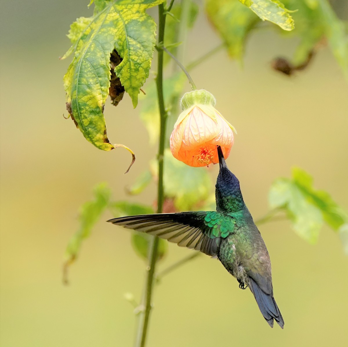 Indigo-capped Hummingbird - ML629753149