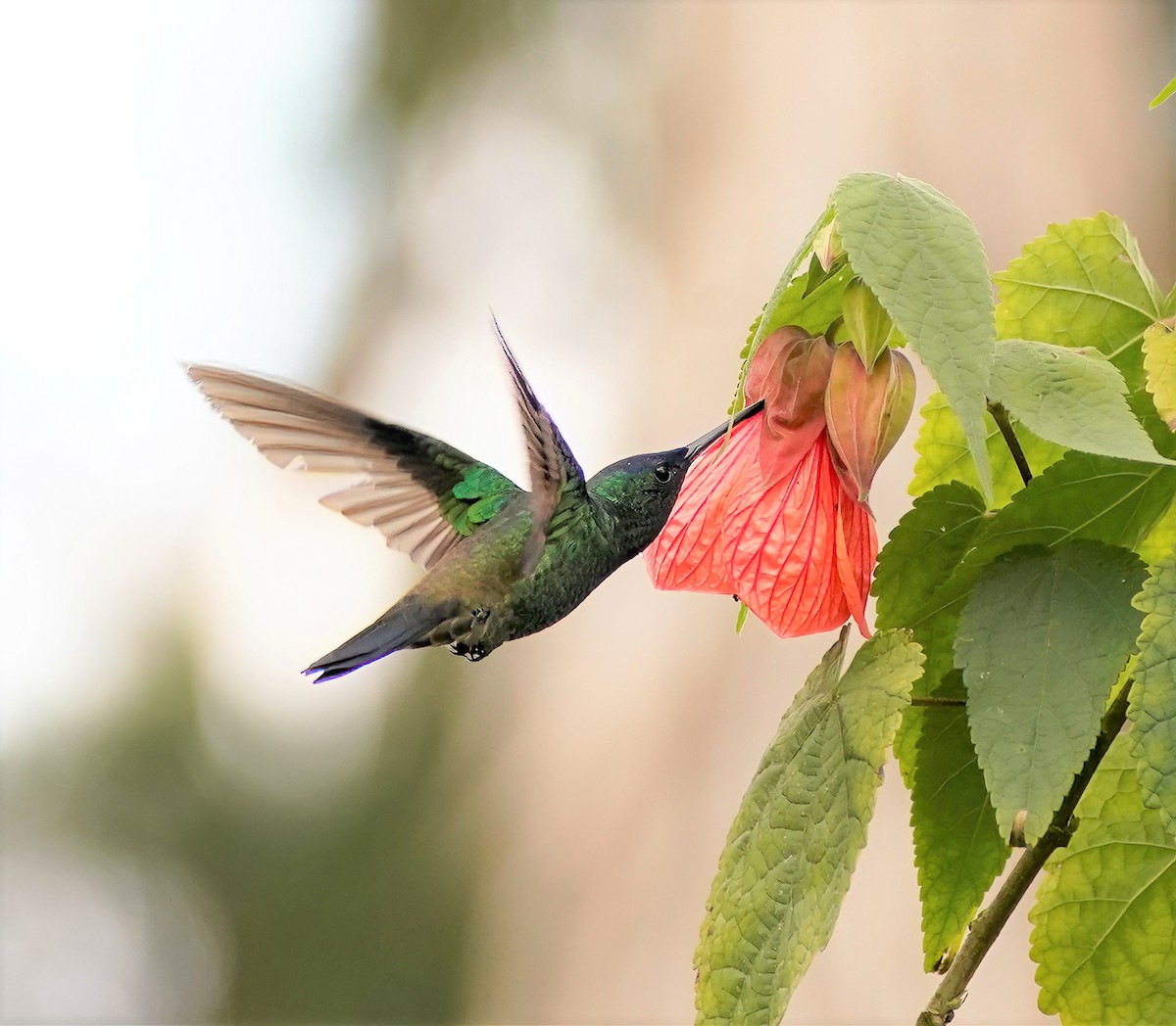 Indigo-capped Hummingbird - ML629753150