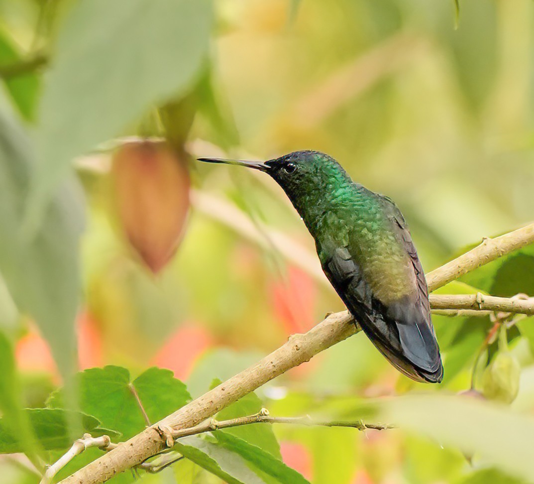 Indigo-capped Hummingbird - ML629753151