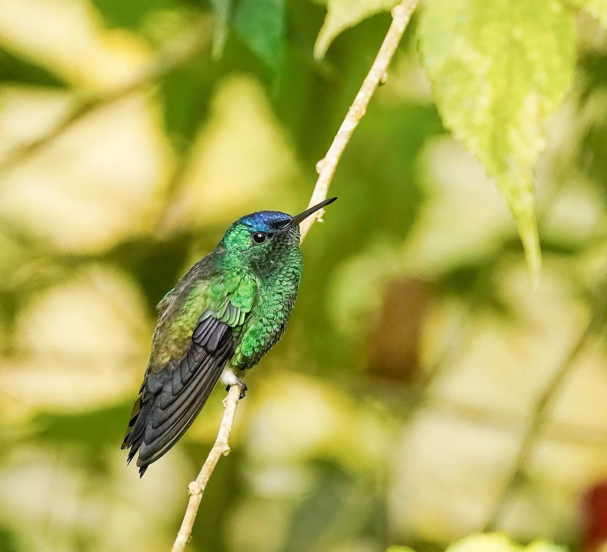 Indigo-capped Hummingbird - ML629753152