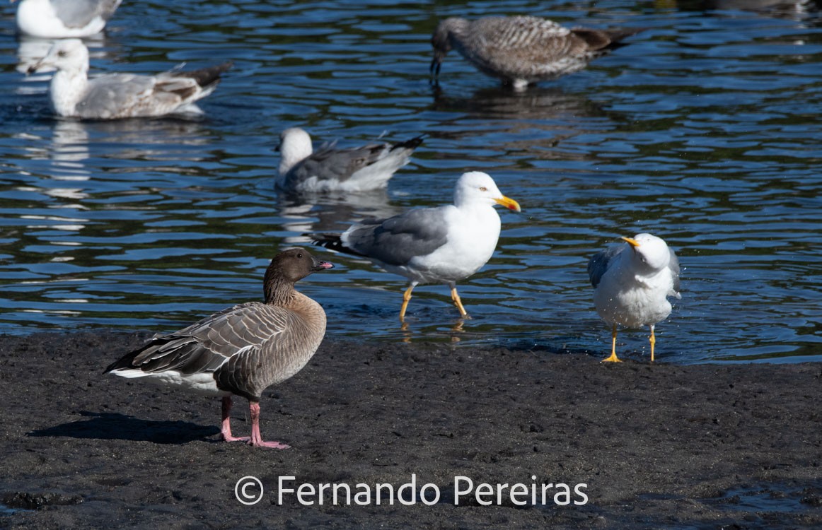 Pink-footed Goose - ML629753164