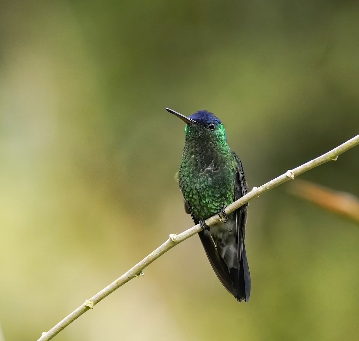 Indigo-capped Hummingbird - ML629753188