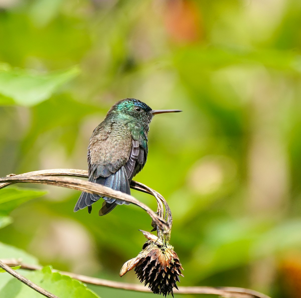 Indigo-capped Hummingbird - ML629753189