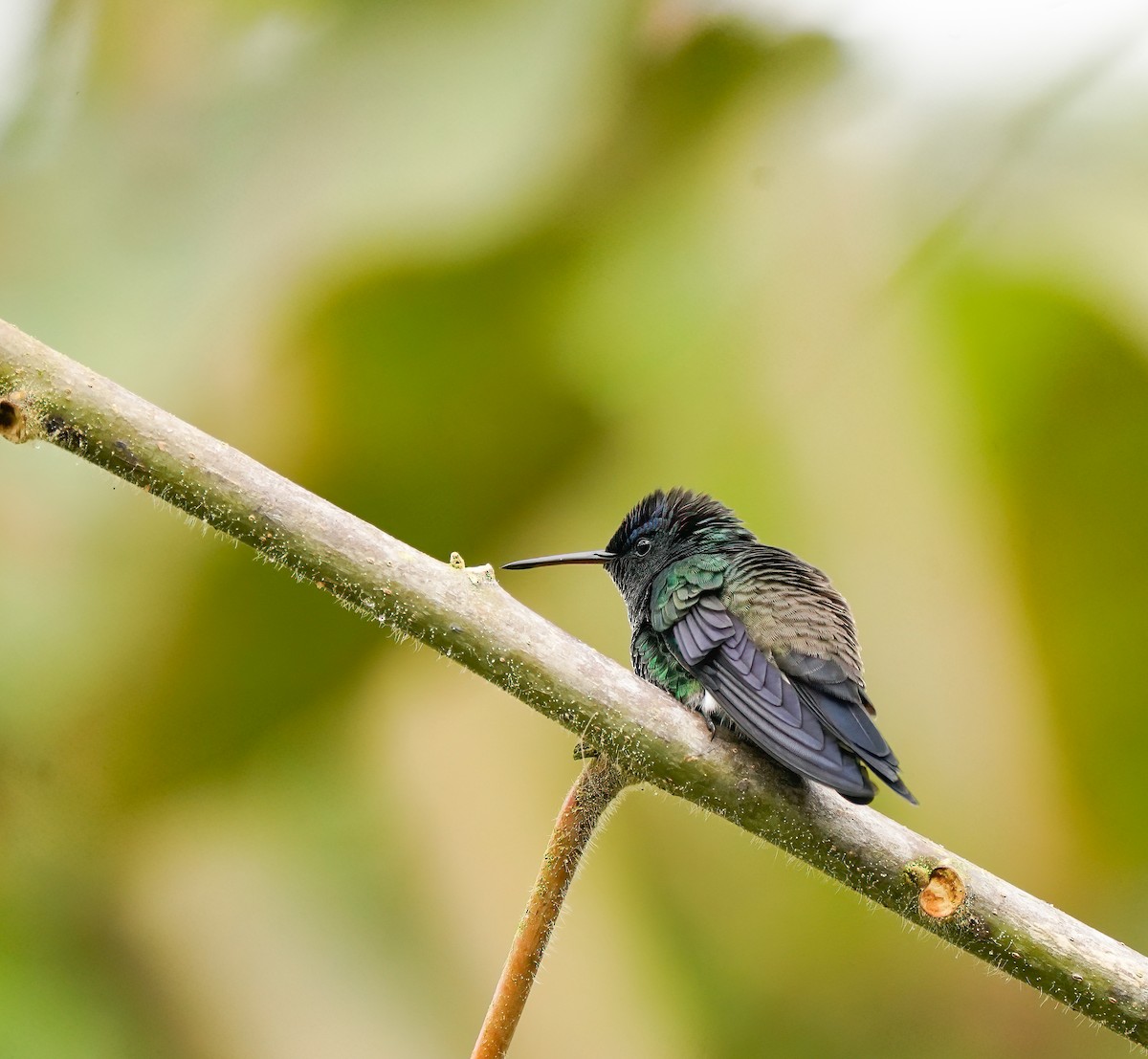 Indigo-capped Hummingbird - ML629753190