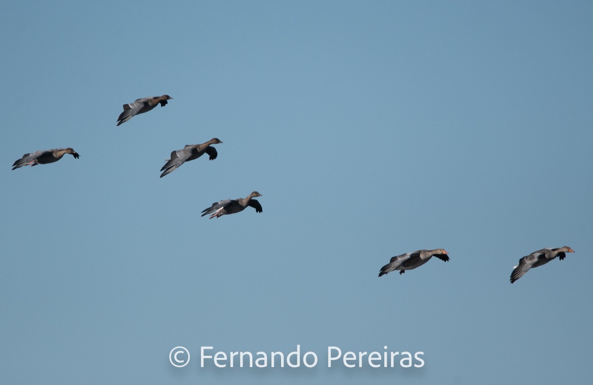 Pink-footed Goose - ML629753207