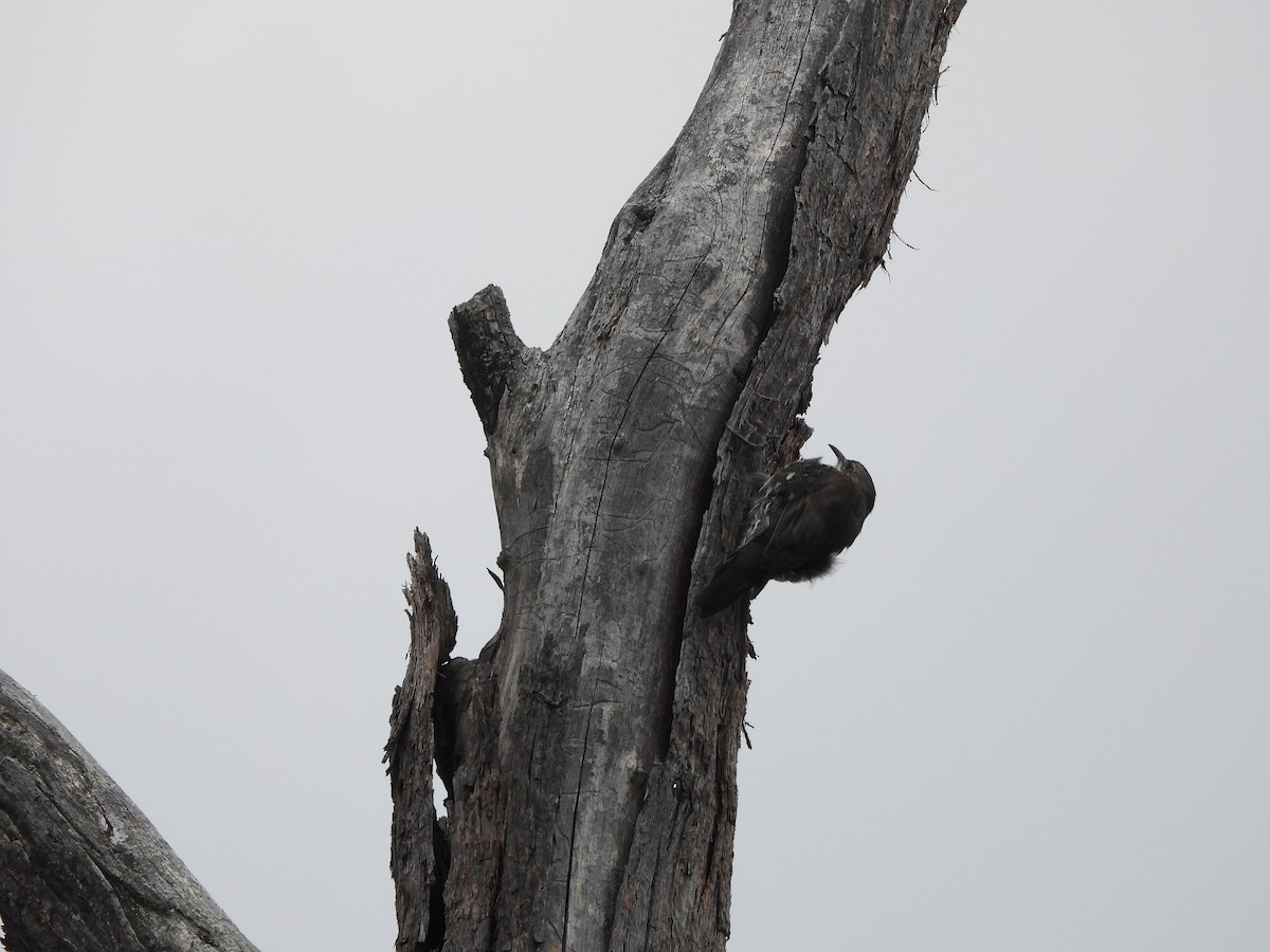 White-throated Treecreeper - ML629753232
