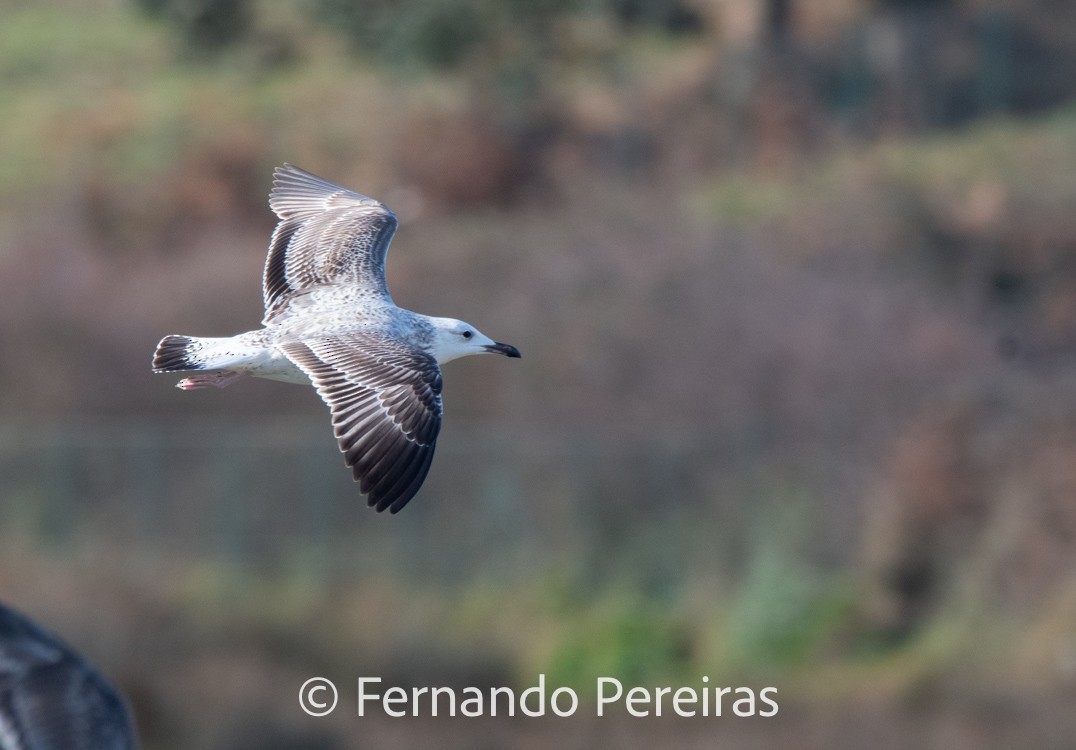 Caspian Gull - ML629753280