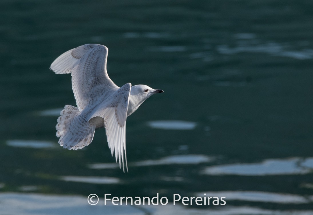 Iceland Gull - ML629753281