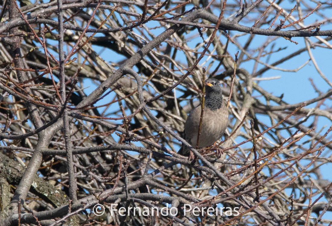Rosy Starling - ML629753340