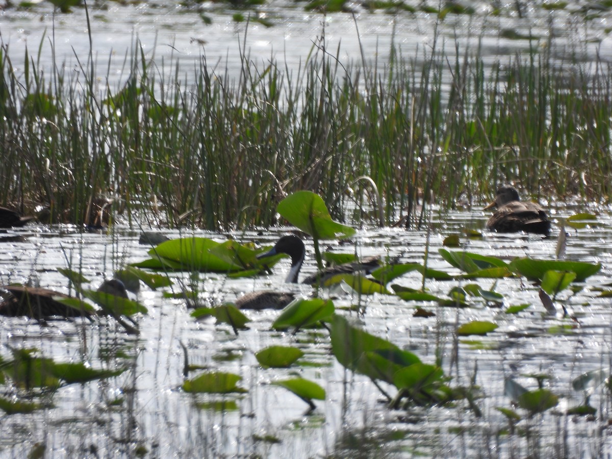 Northern Pintail - ML629753396