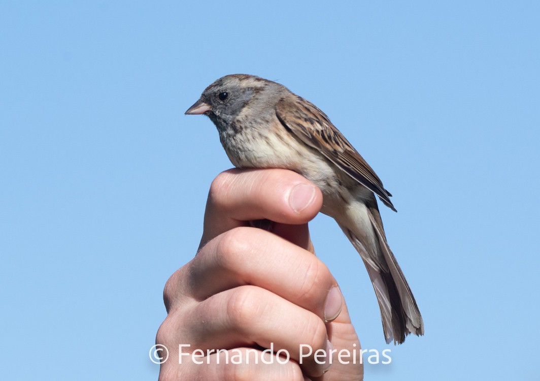 Black-faced Bunting - ML629753549