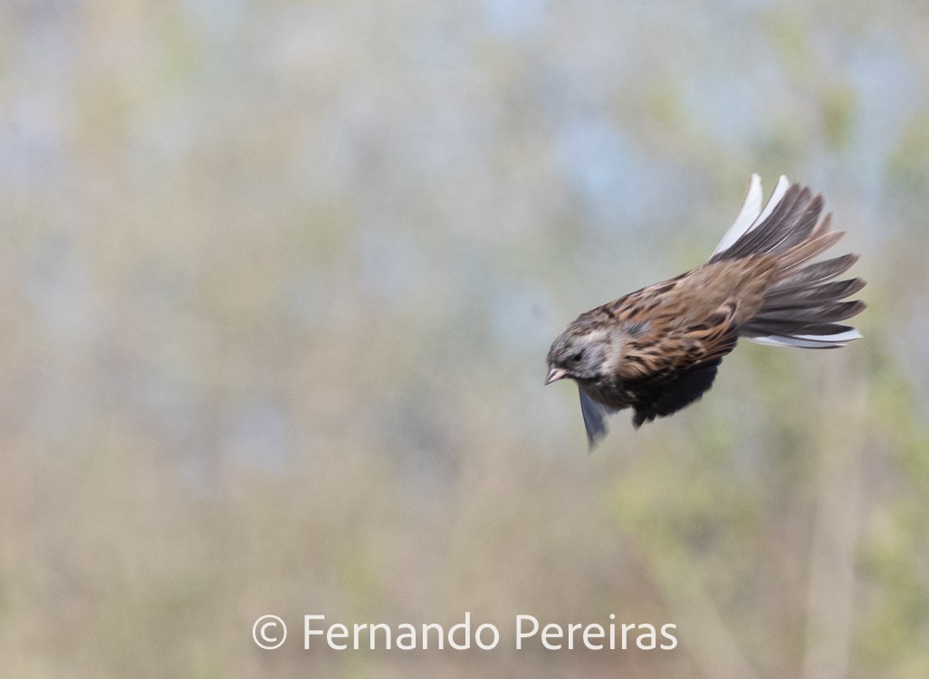 Black-faced Bunting - ML629753550