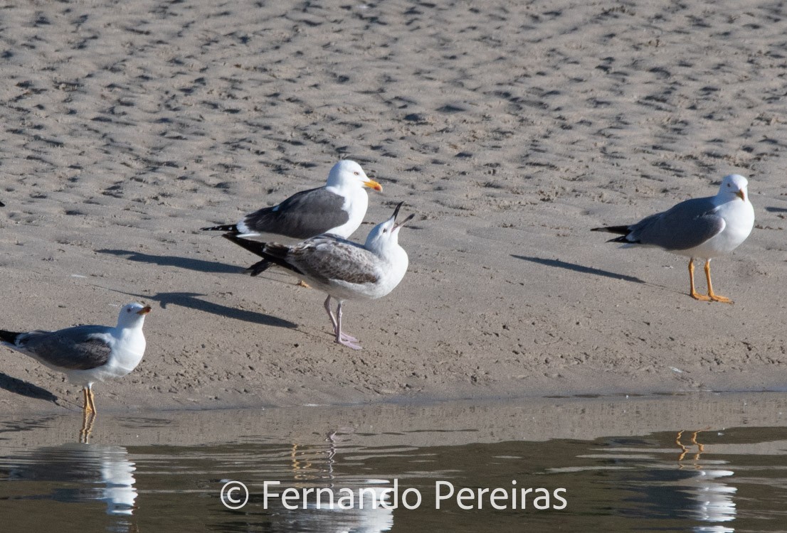 Caspian Gull - ML629753597