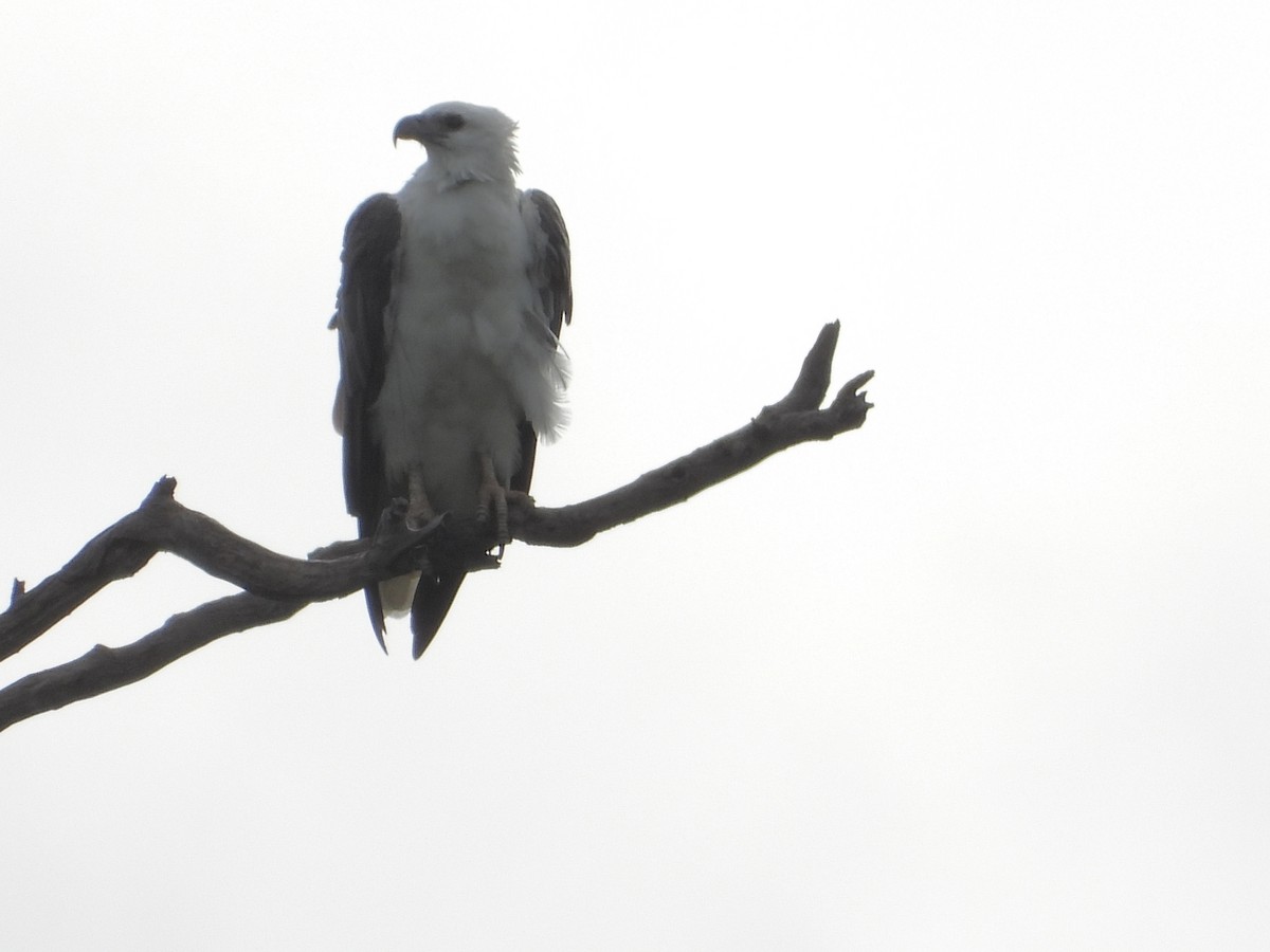 White-bellied Sea-Eagle - ML629753720