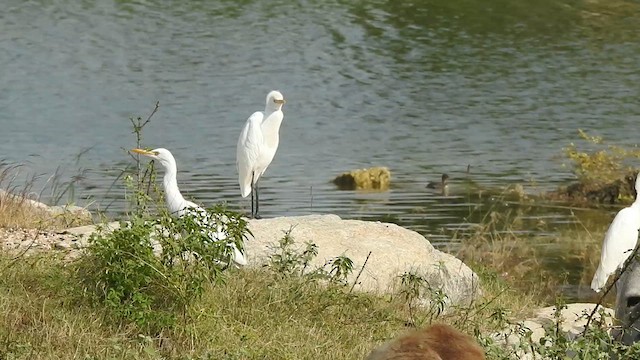 Eastern Cattle-Egret - ML629754263